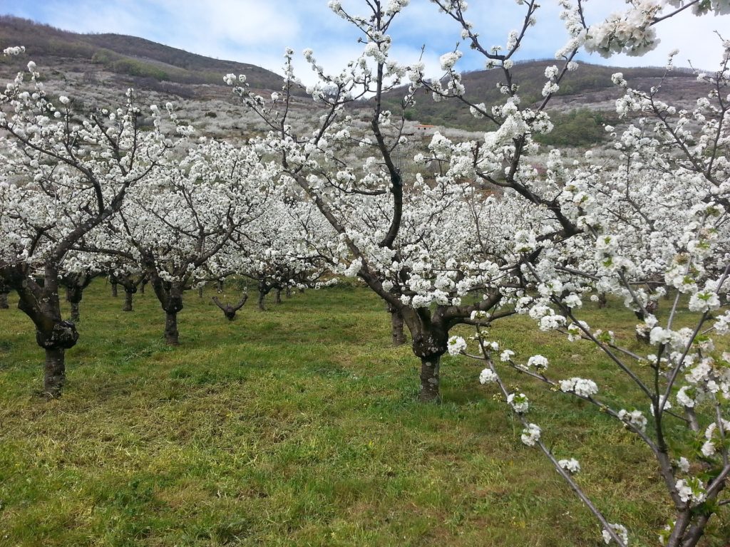 Excursión Valle del Jerte (desde Cáceres)